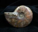 / Inch Flashy Red Iredescent Ammonite #1345-1